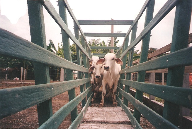 calceta o manga corral ganadero brete para ganado de lidia apartar seleccionar ganado vacunar ganado inseminar desparasitar corrales embudos calcetas bascula embarcadero corrales tecnificados moderno 4 calceta o manga corral ganadero brete para ganado de lidia apartar seleccionar ganado vacunar ganado inseminar desparasitar corrales embudos calcetas bascula embarcadero corrales tecnificados moderno 4 calceta o manga corral ganadero brete para ganado de lidia apartar seleccionar ganado vacunar ganado inseminar desparasitar corrales embudos calcetas bascula embarcadero corrales tecnificados moderno 4 calceta o manga corral ganadero brete para ganado de lidia apartar seleccionar ganado vacunar ganado inseminar desparasitar corrales embudos calcetas bascula embarcadero corrales tecnificados moderno 4